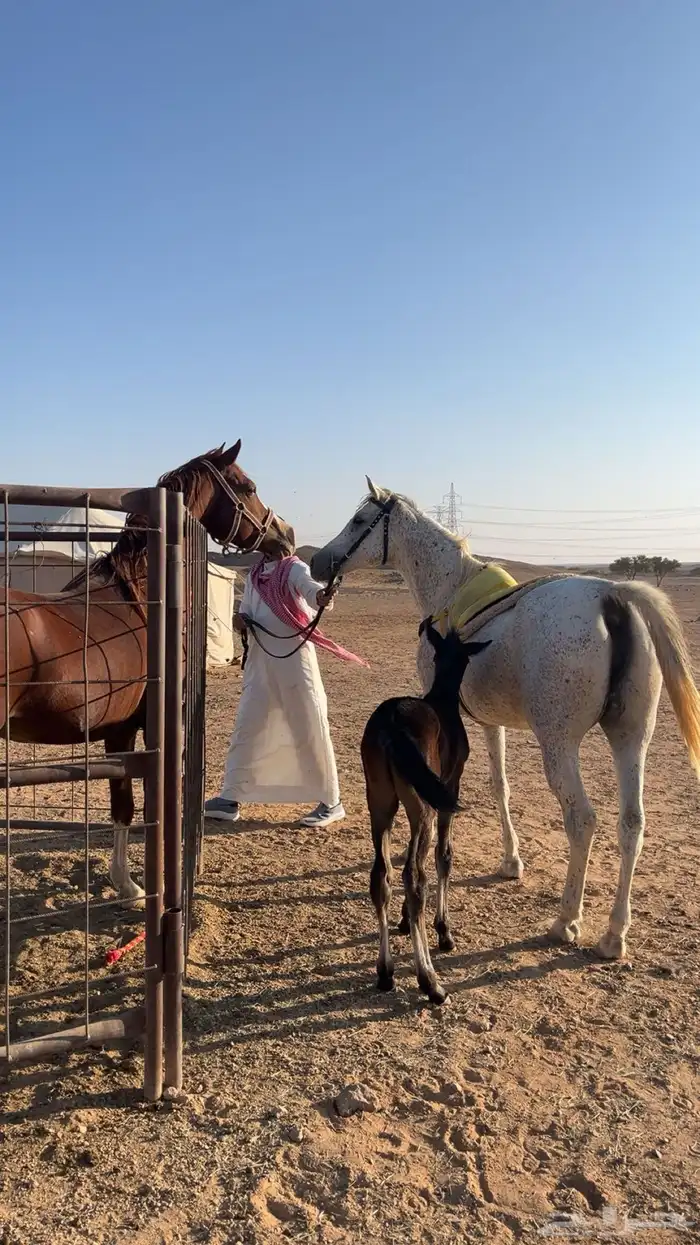 حصاني شعبي عربي حمداني 6