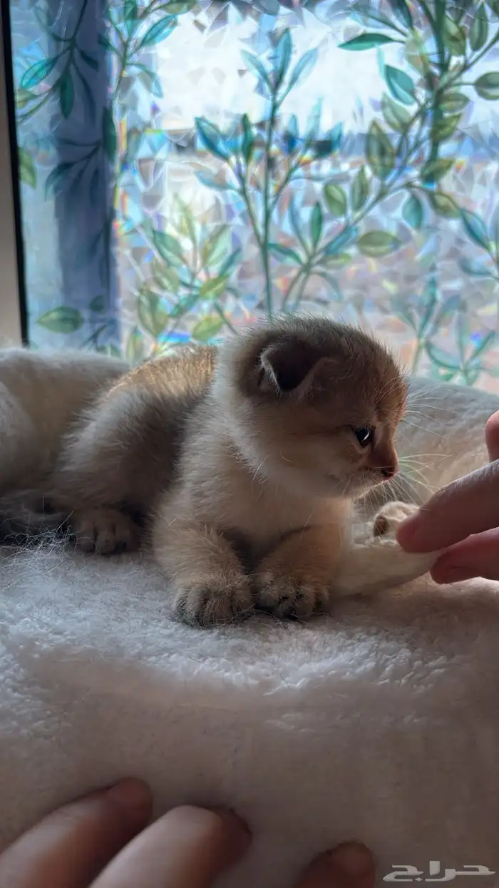 قط ذكر كتن للبيع 1