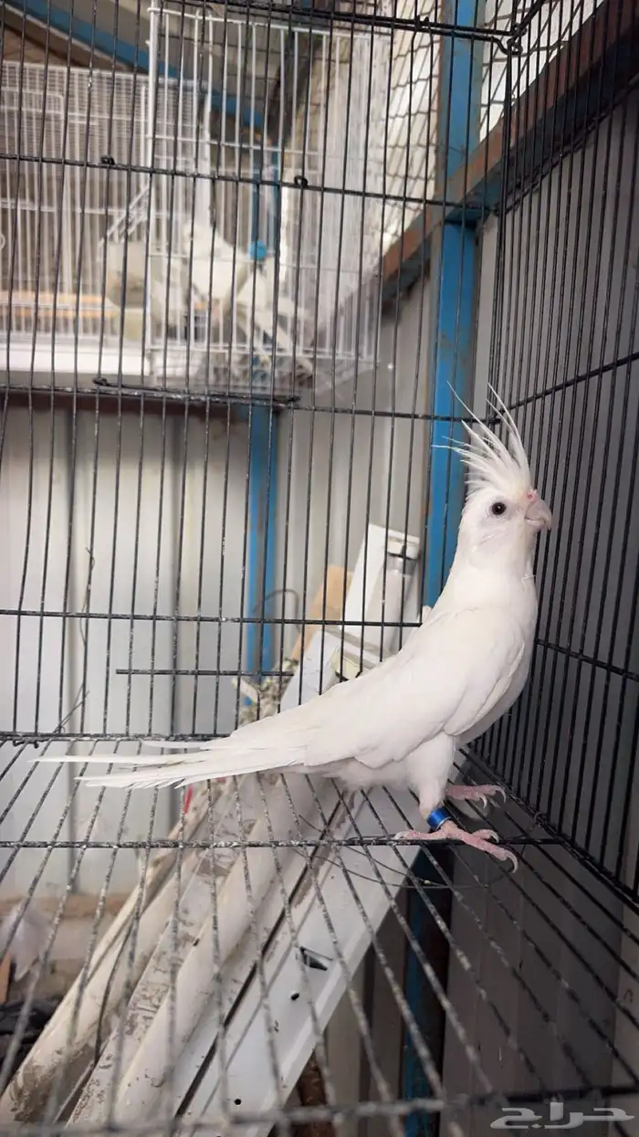 للبيع ببغاء كروان(تم البيع) 1