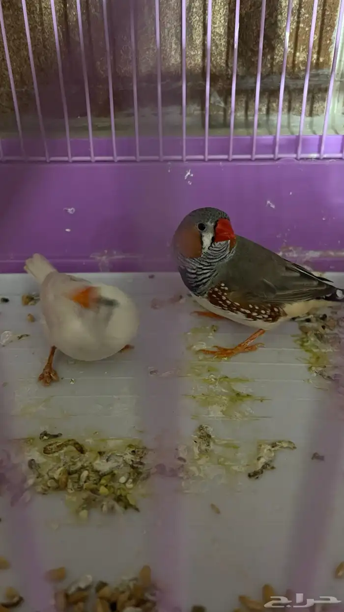 عصافير بحالة جيدة 1