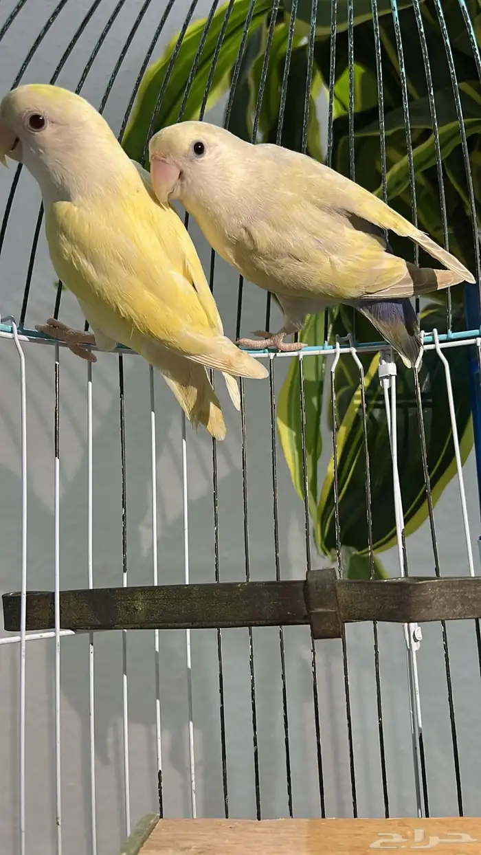 زوج روز اينو 1