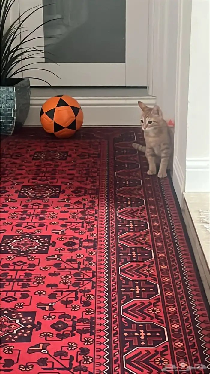 قطو ذكر للتبني 1