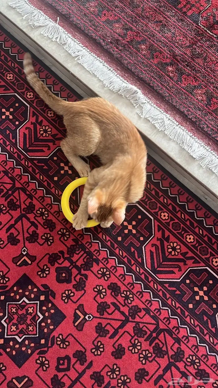 قطو ذكر للتبني 0