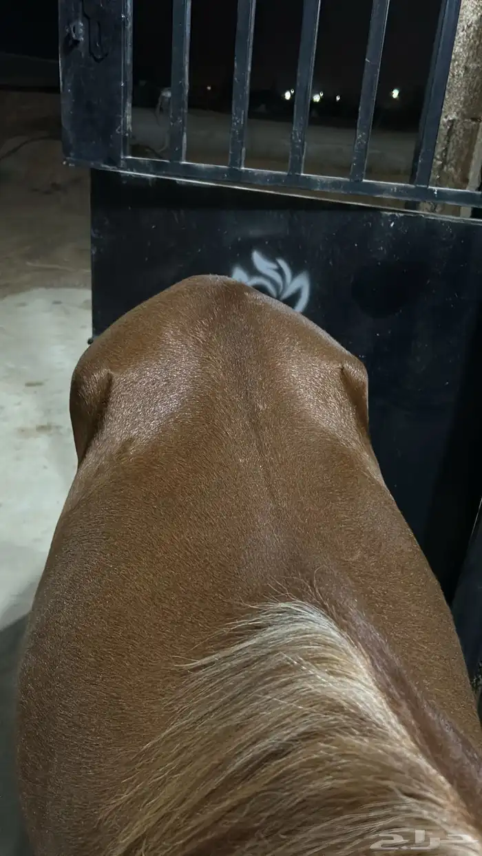 مهره عربيه شعبيه 3