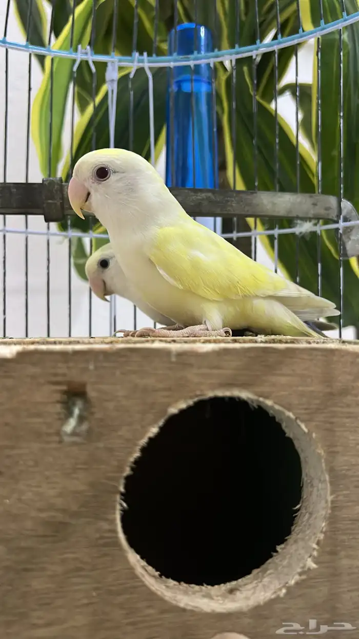 زوج روز اينو 3