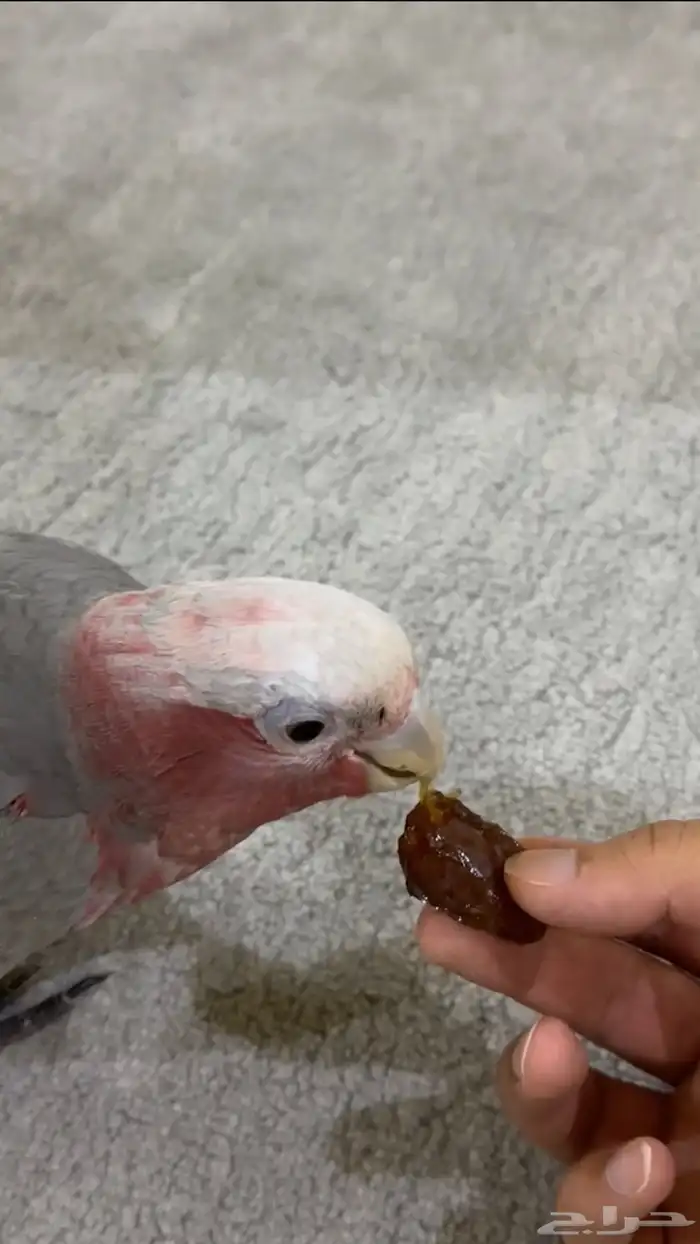 كوكاتو قالا (اليف) 2