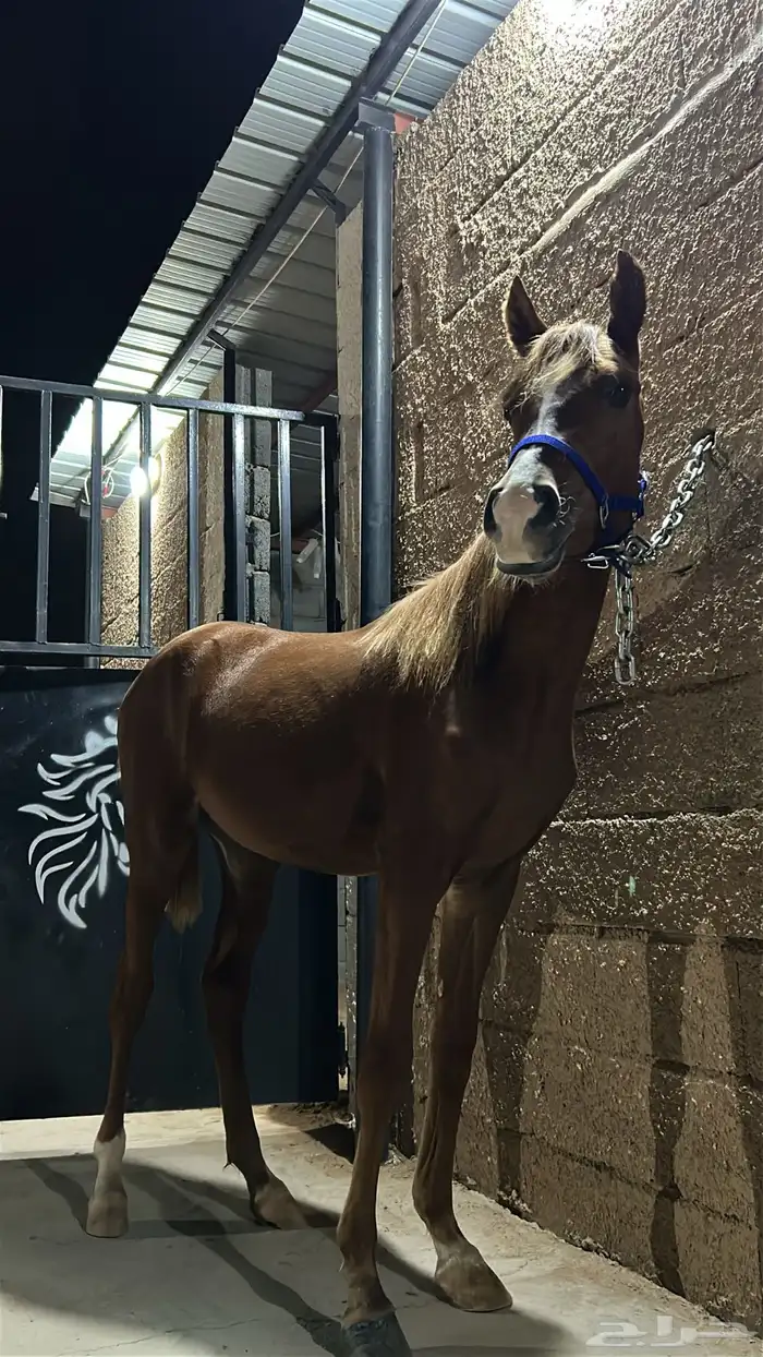 مهره عربيه شعبيه 2