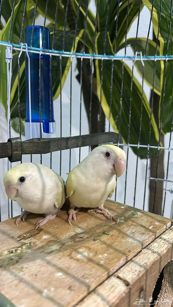 زوج روز اينو 4