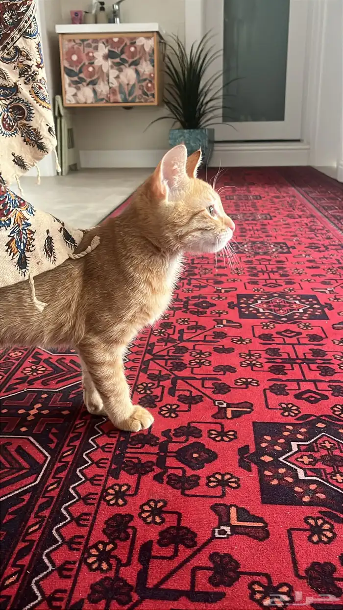 قطو ذكر للتبني 2