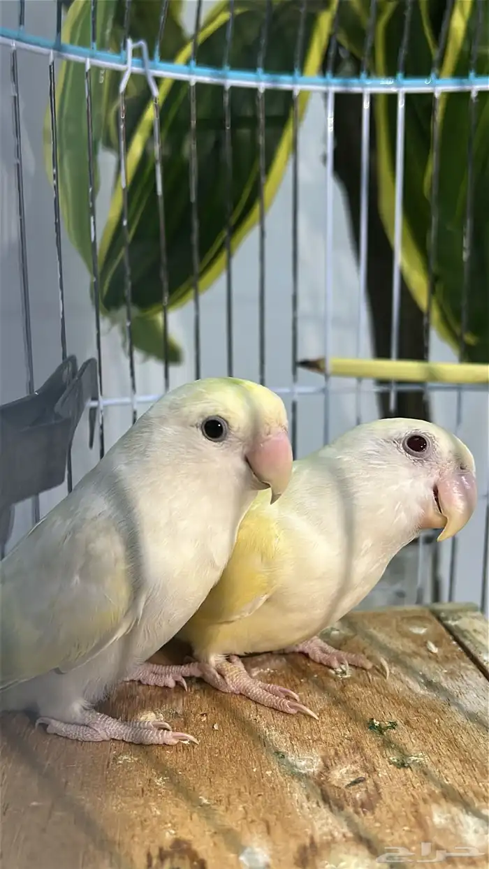 زوج روز اينو 0