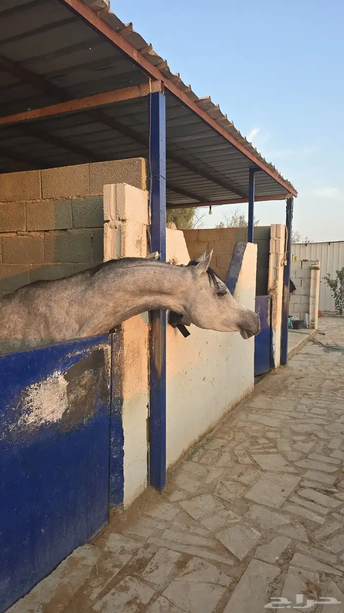 حصان واهو ولد ابن فريد 3