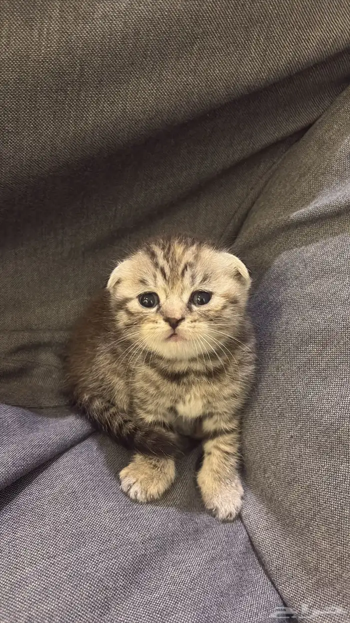 قطوه سكوتش للبيع 3