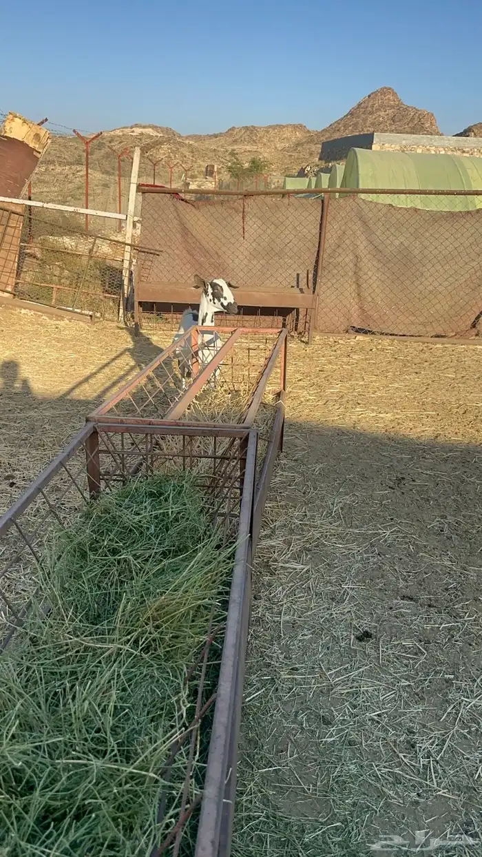 عنز بيشيه جرم عالي دافع 3