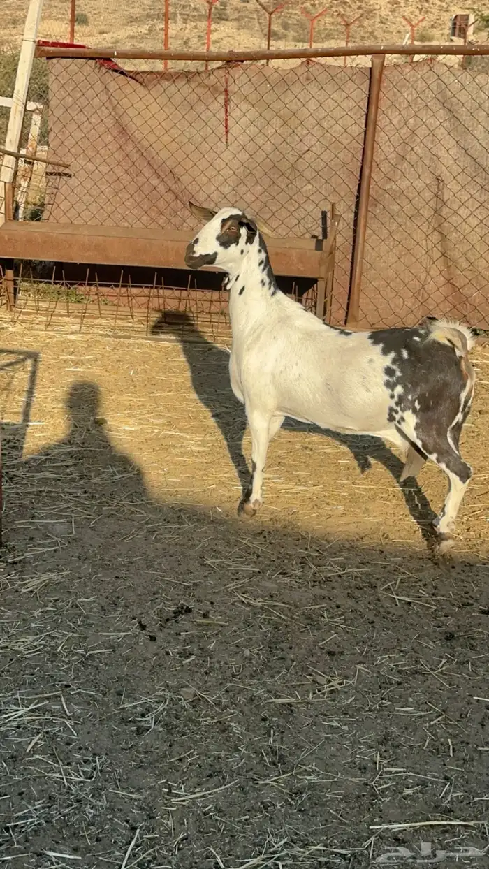 عنز بيشيه جرم عالي دافع 1