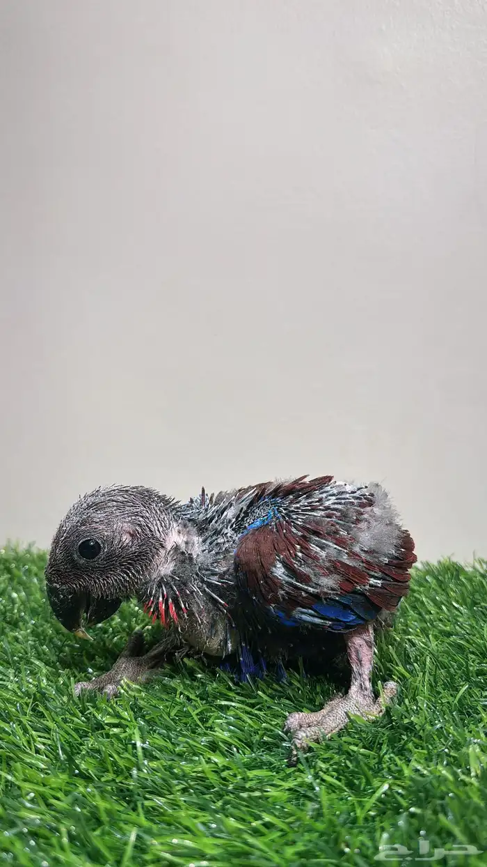 فرخ اكلكتوس متوفر اقساط 0