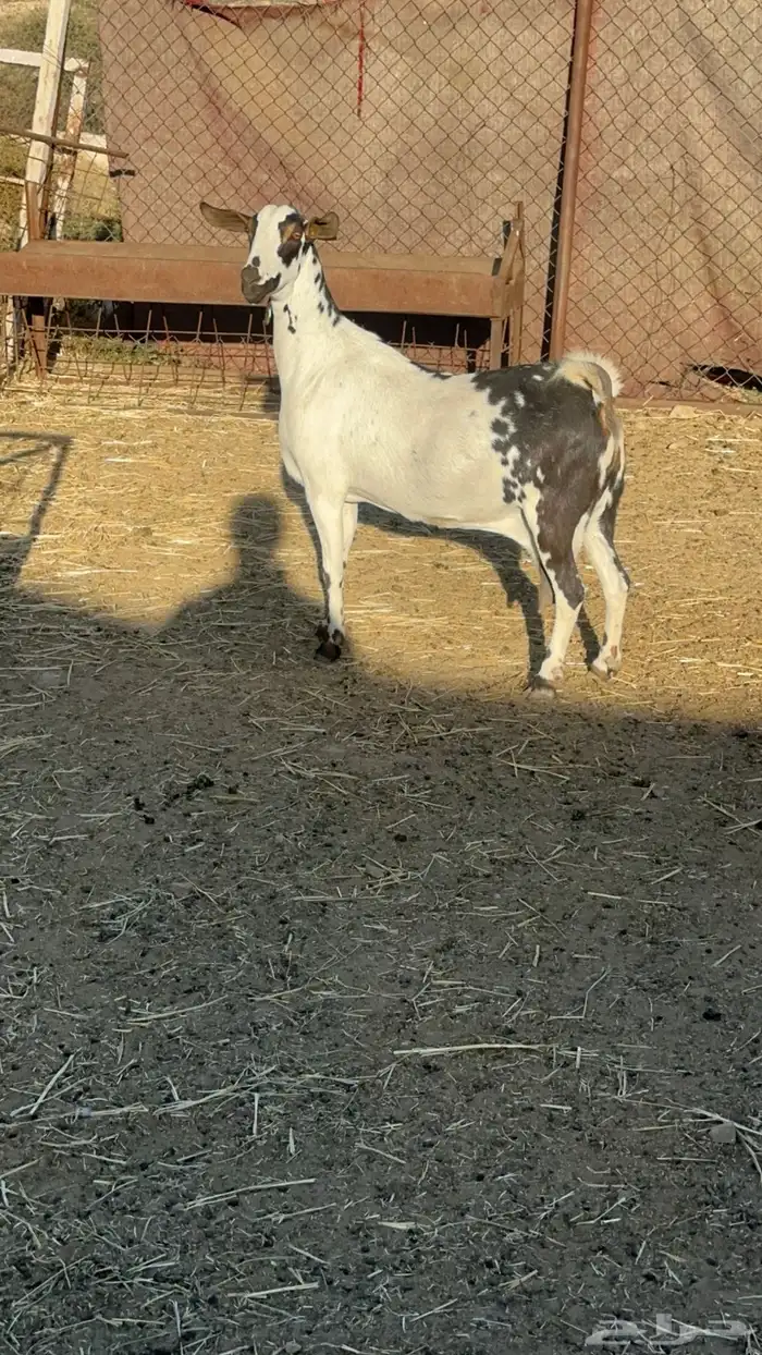 عنز بيشيه جرم عالي دافع 0