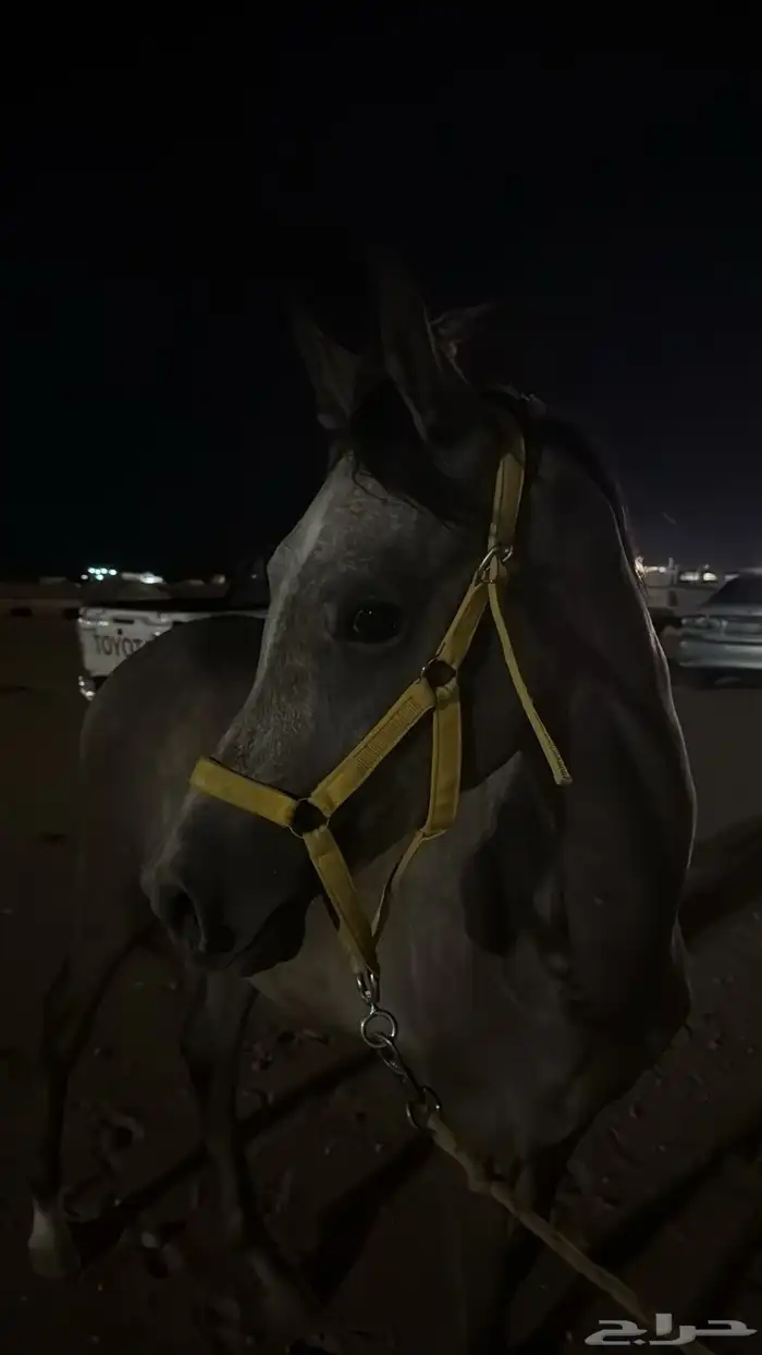 مهر العمر سنه ونص حد 2500 ورق 1