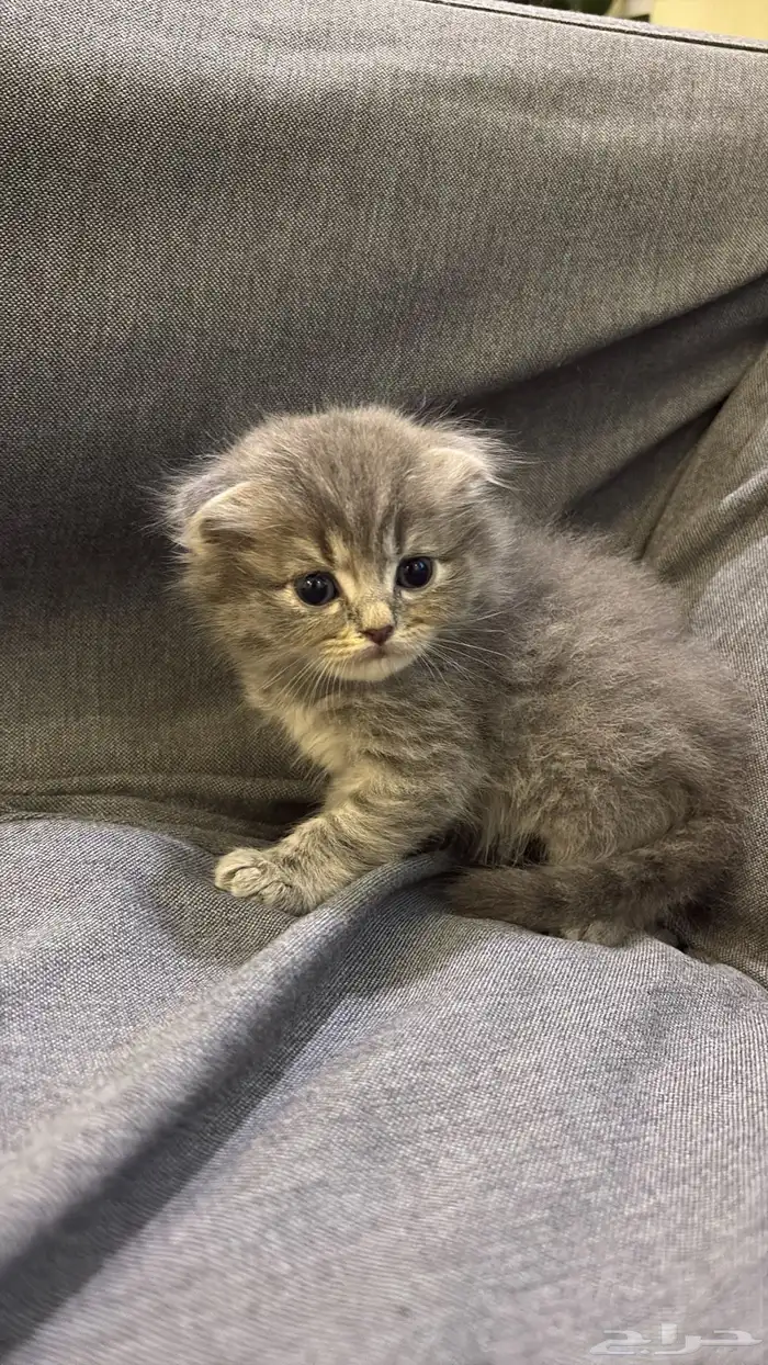 قطوه للبيع 1