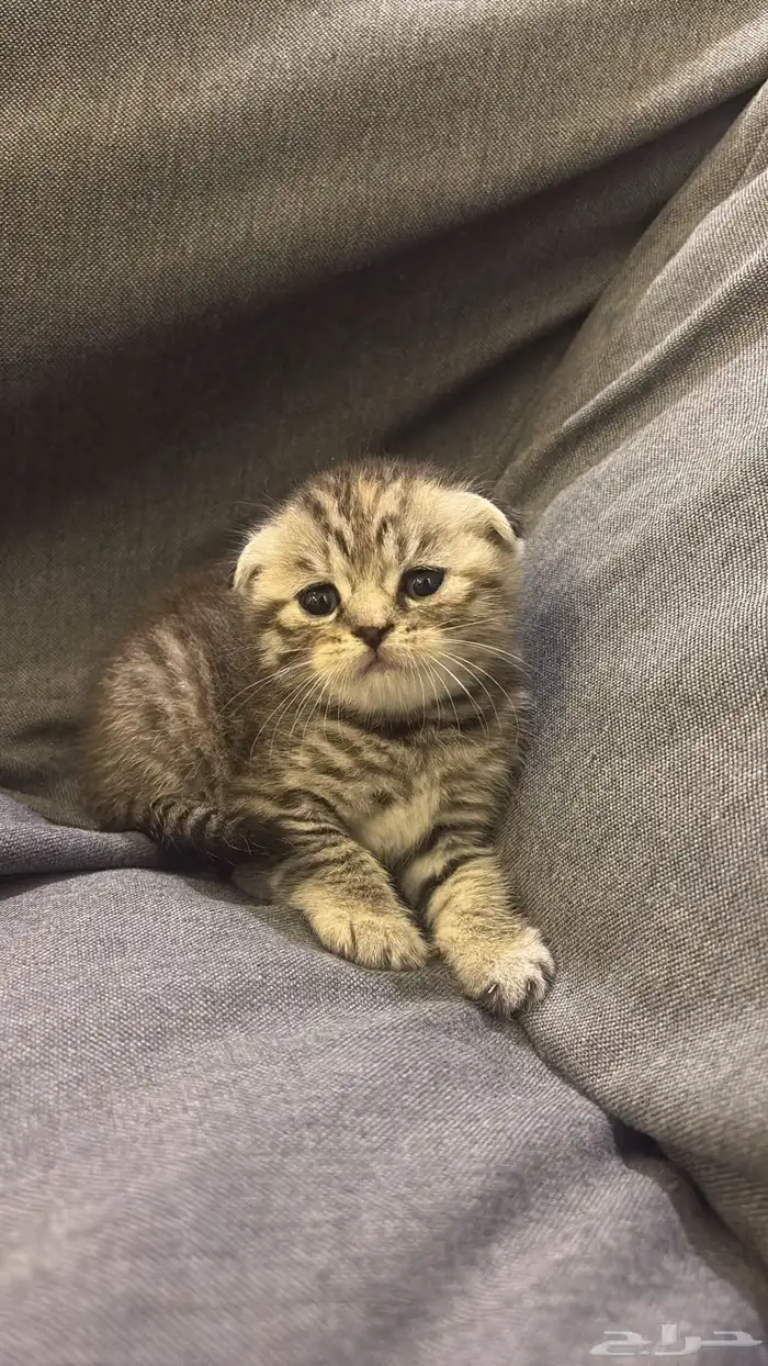 قطوه سكوتش للبيع 1