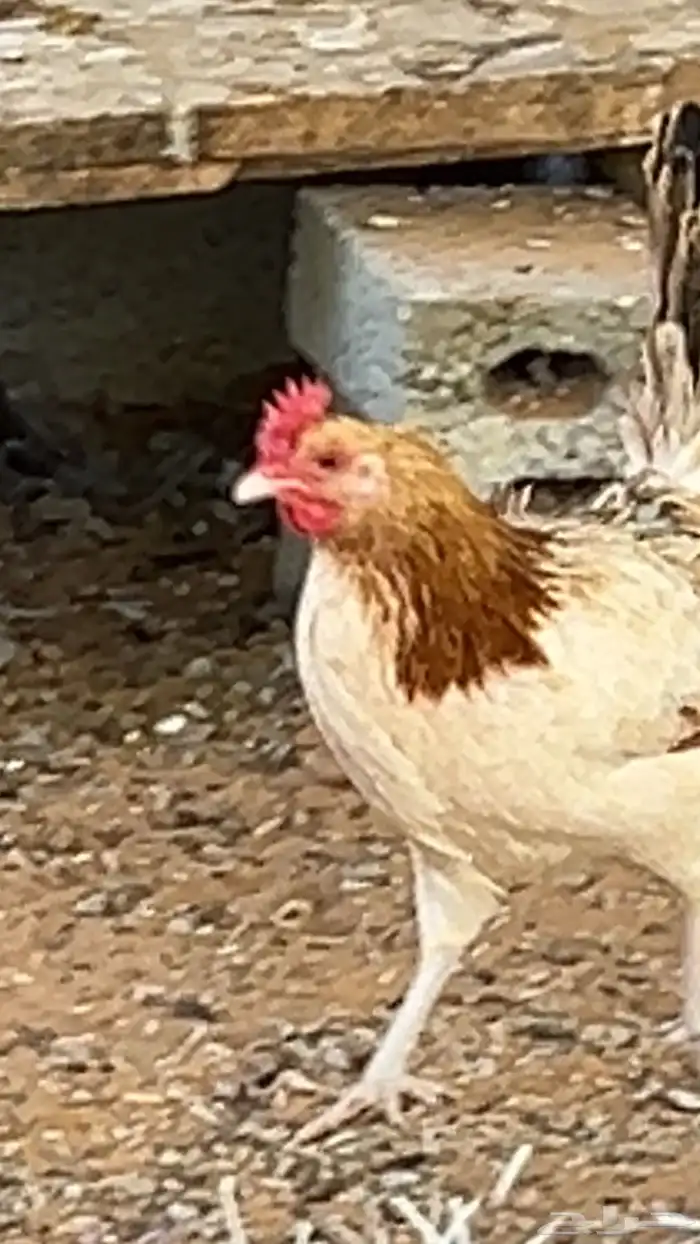 دجاج بلدي 1
