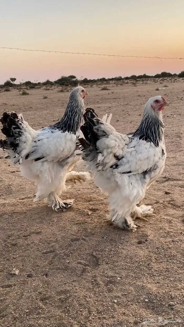 كولومبي صنف الصنف 0