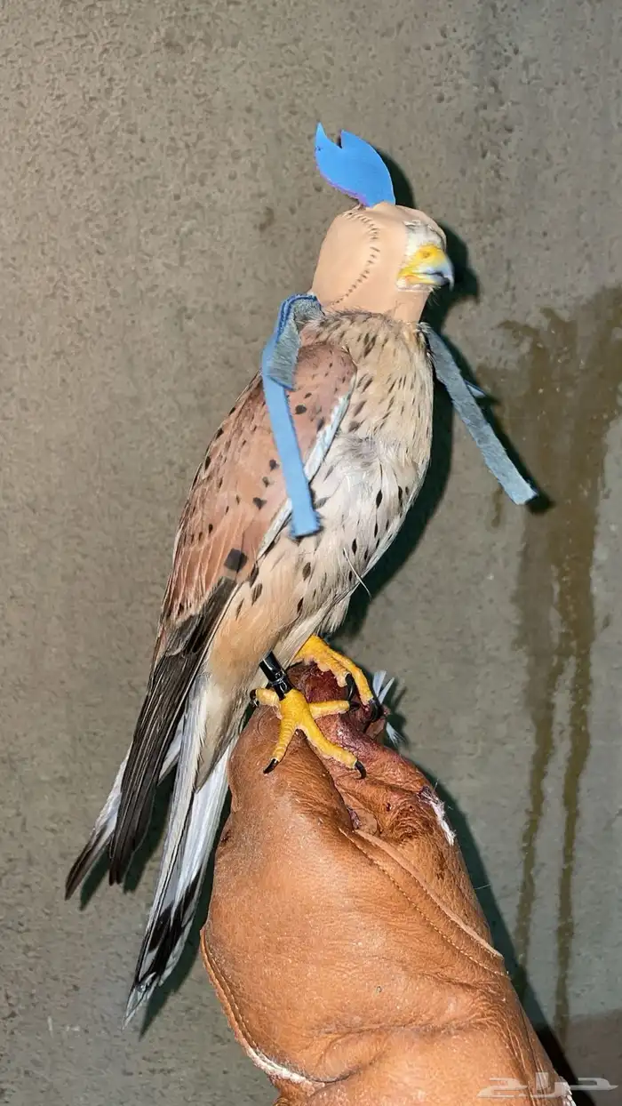 باشقين للبيع 1