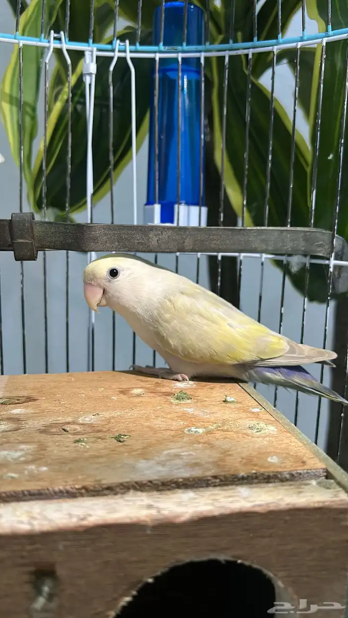 زوج روز اينو 5