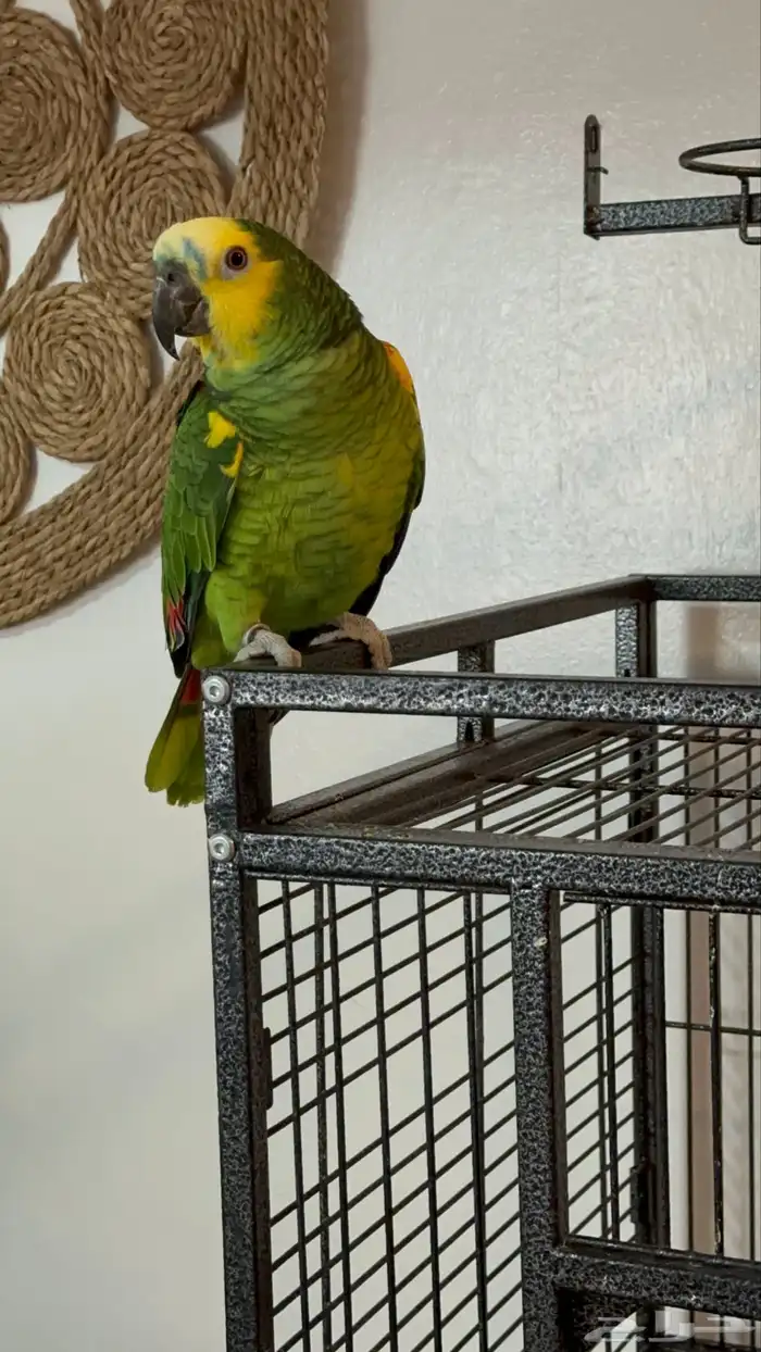 ببغاء أمزوني 0