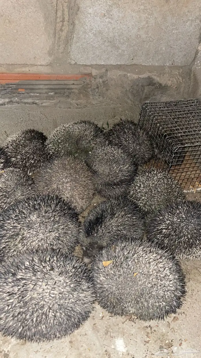 ق ن ف ذ قنافذ 0