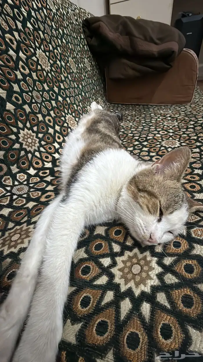 قط ذكر بلدي طالب تزاوج 0