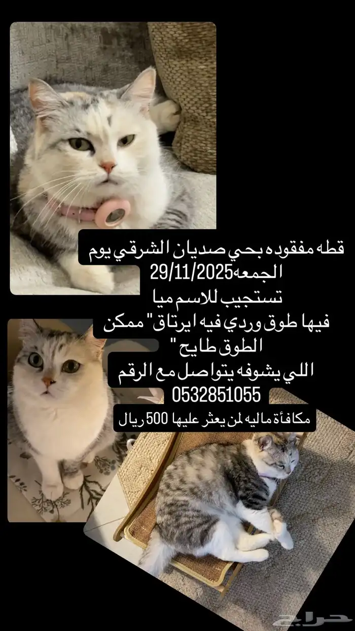 اللي يلقاه له 500 والله على مااقول شهيد 0