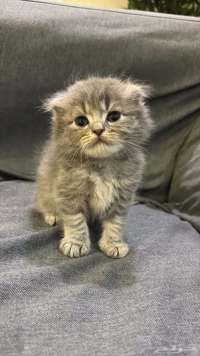 قطوه للبيع 0