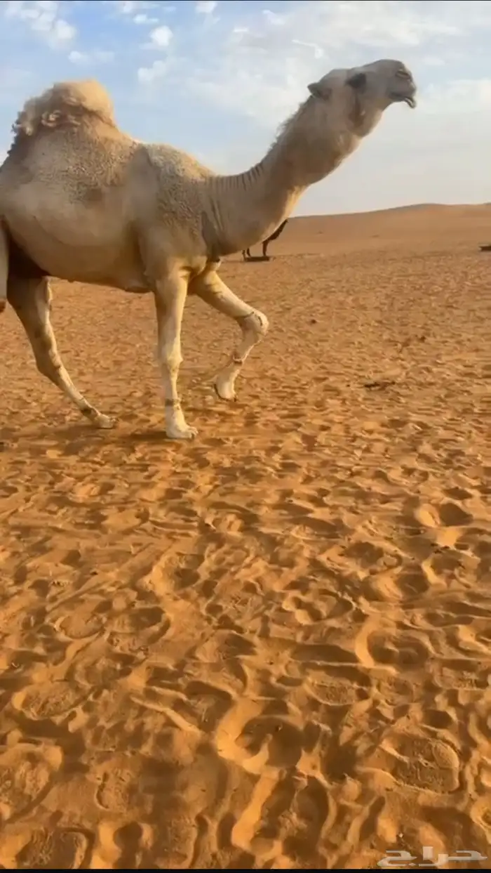 بعير جذع طيب باتلي 0