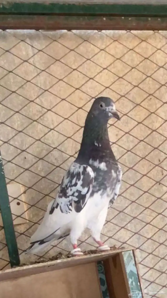 للبيع ازواج باكستاني اساس شرط صحه وانتاج 3