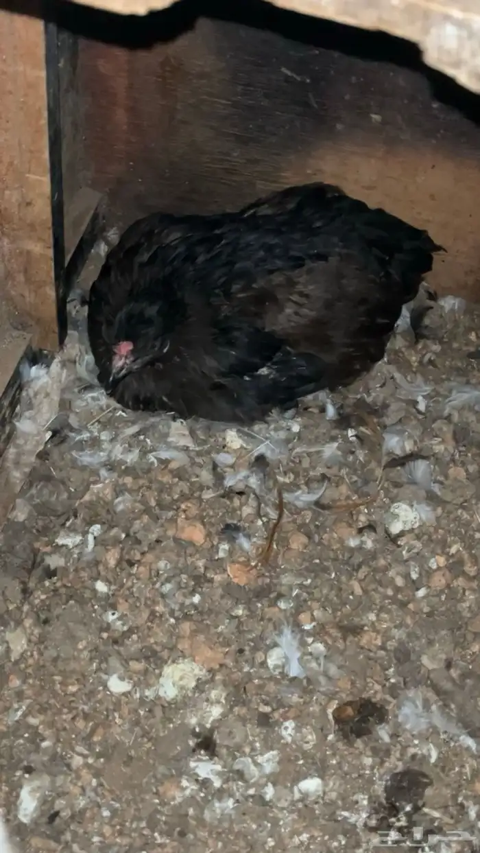 للبيع دجاج بلدي 0