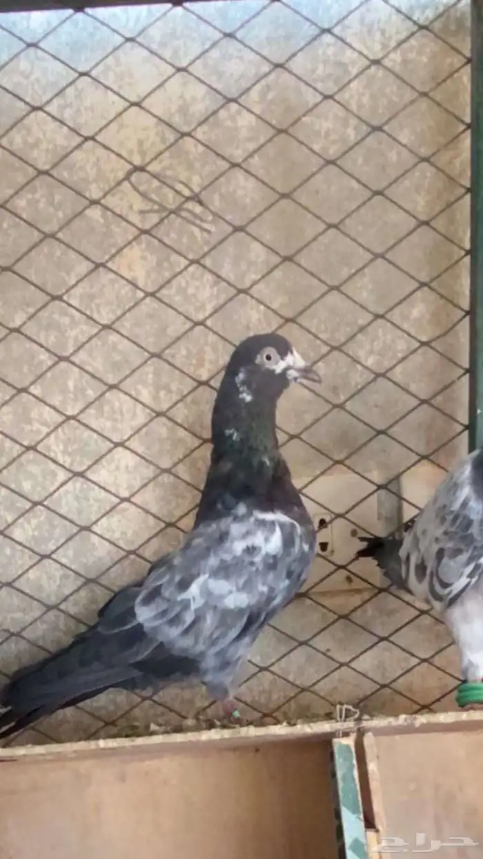 للبيع ازواج باكستاني اساس شرط صحه وانتاج 4