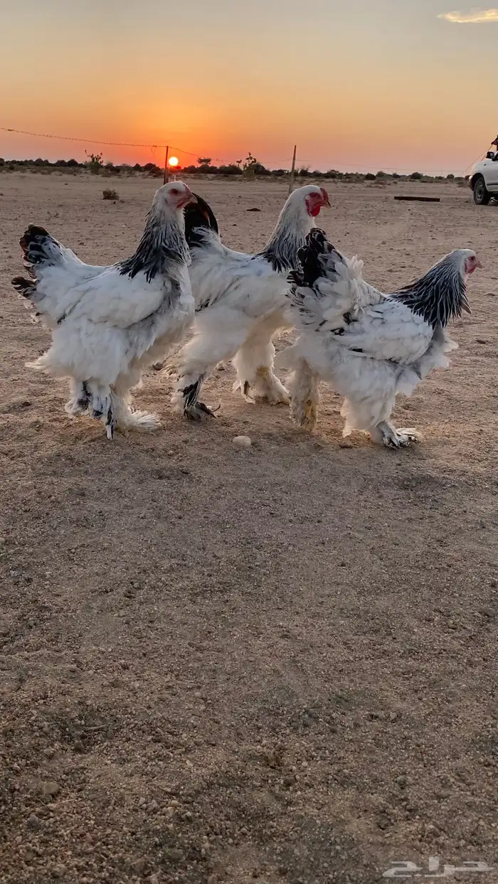 كولومبي صنف الصنف 2