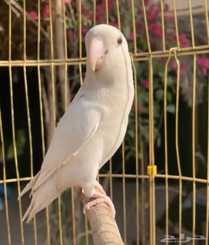 روز بال فالو عيون حمر 0