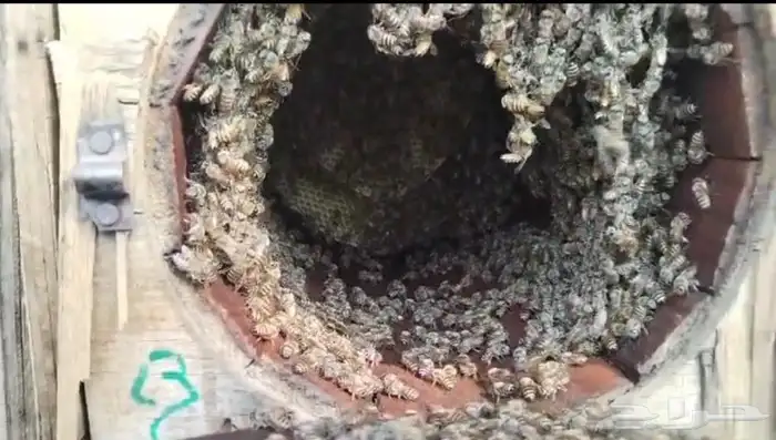 نحل للبيع قوي ويشه 9