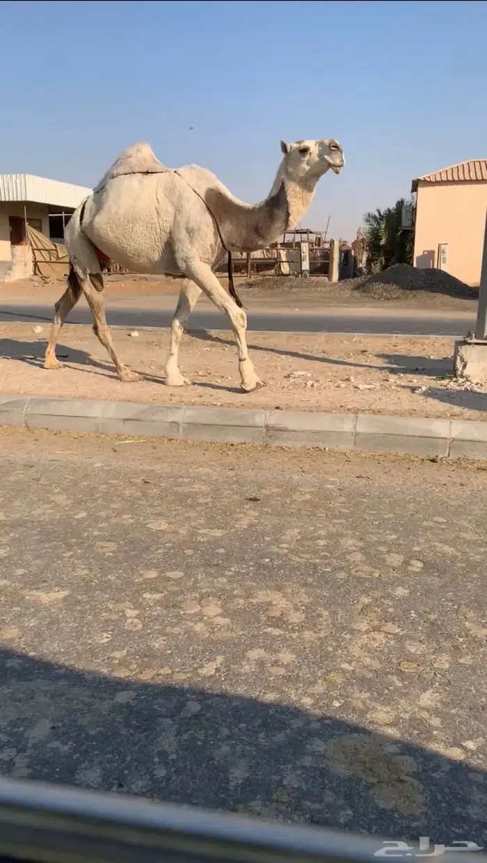 ضروبه سليمه شرط 0