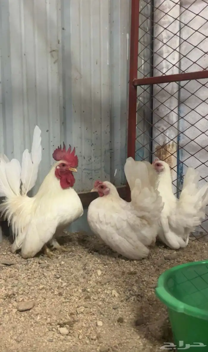 طقم جاينيز ابيض صك 1