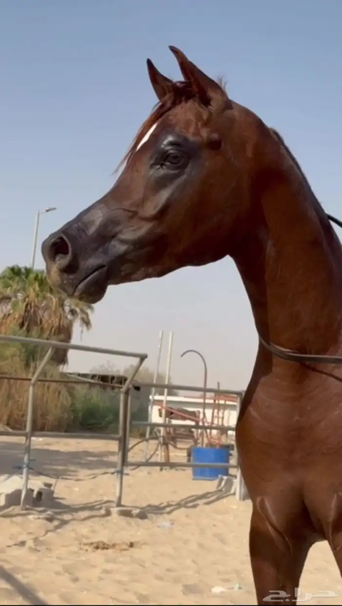 حصان ورق كفو كفو الحد 9 الف 0