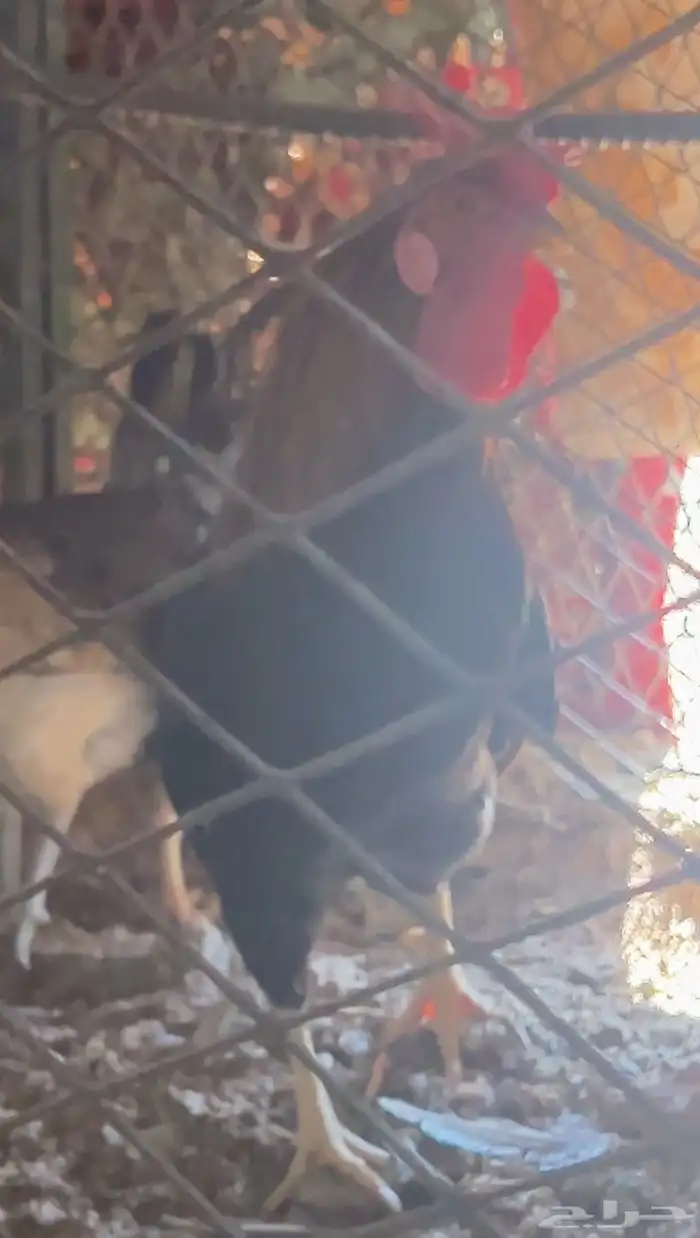 تاج ديك ودجاجتين تاج افرق 5