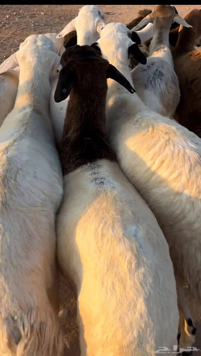 خرفان سواكني 1