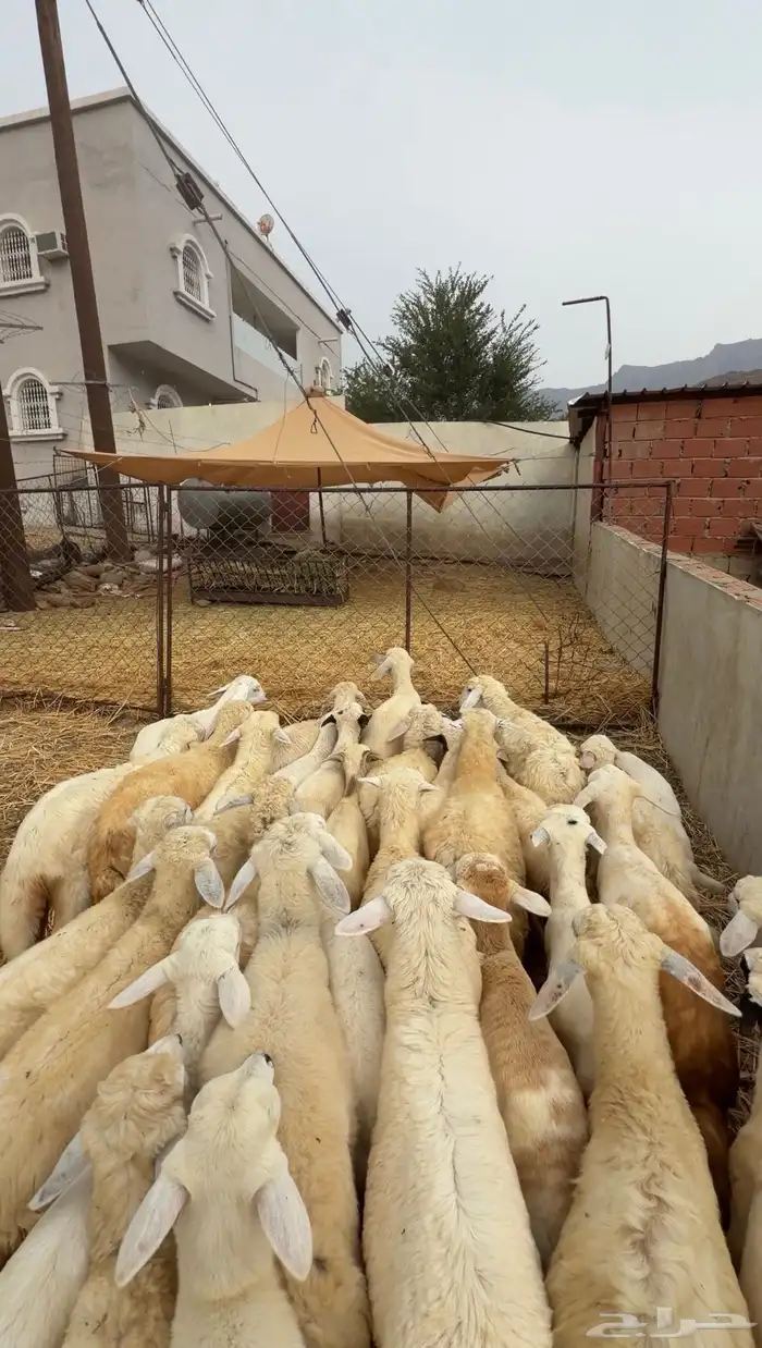 بهم تربية ع630 0