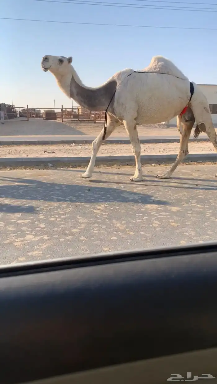 ضروبه سليمه شرط 1