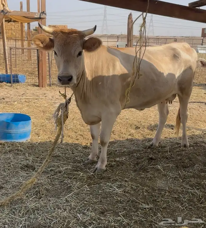 بقرة المانية. 1