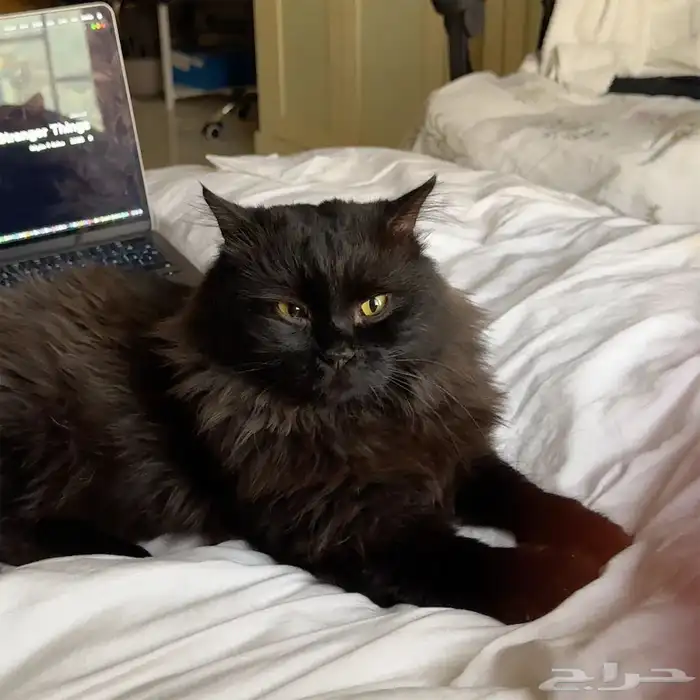 قط بيت ذكر اسود تبني 0