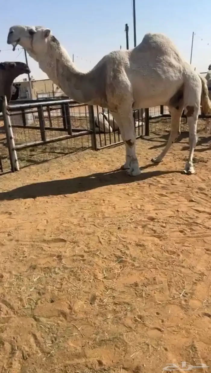 بعير رماني منتج وانتاجه كفووو اكبر بناته ثنيه 0