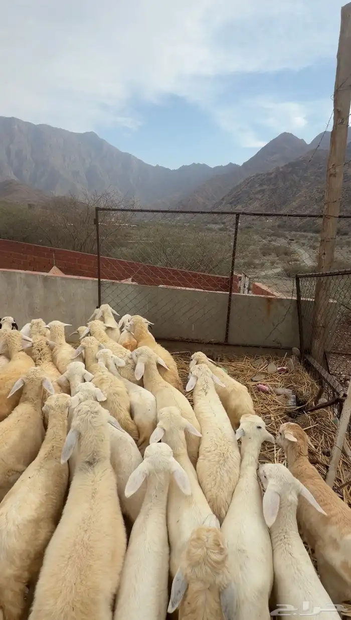 بهم تربية ع630 1